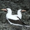nuevo_inicio_Piquero_en_Malpelo