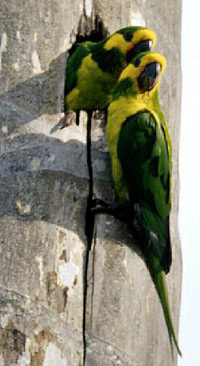 yellow-eared-parrot-duo