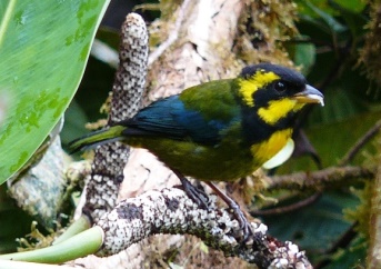 Más de 250 especies de aves, entre ellas 8 endémicas se benefician con la ampliación de nuestras reservas.