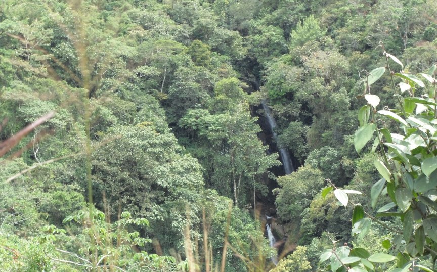 Recuperando los bosques de la Reserva Las Tángaras