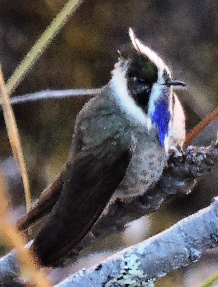 Rediscovery of the Blue-bearded Helmetcrest
