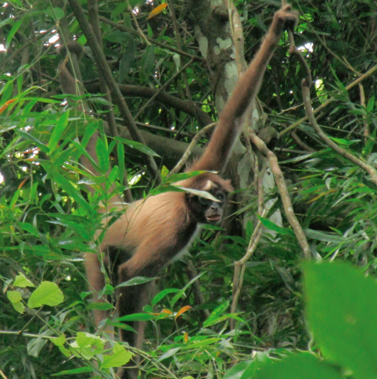 Mono Araña, uno de los primates más amenazados del país,  en la Reserva ProAves El Paujil