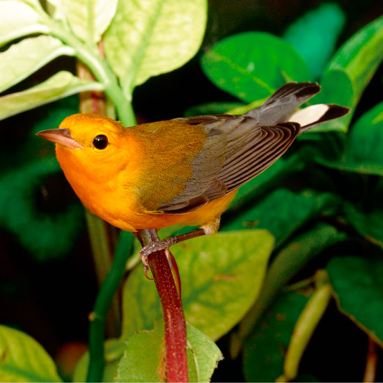 Reservas ProAves: refugios críticos de aves migratorias