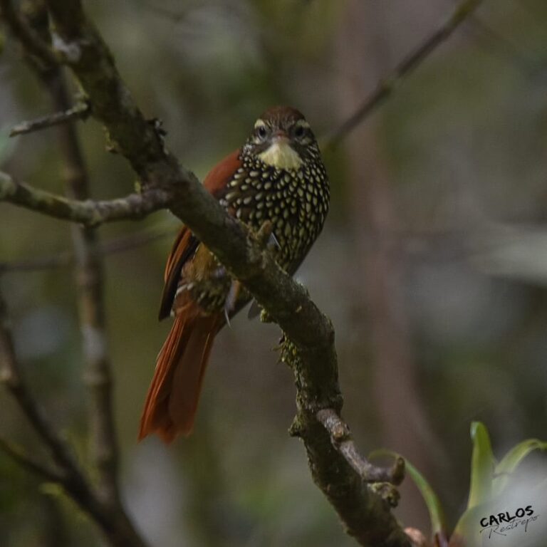 Gran conteo de aves en las Reservas ProAves en el October Big Day en Colombia