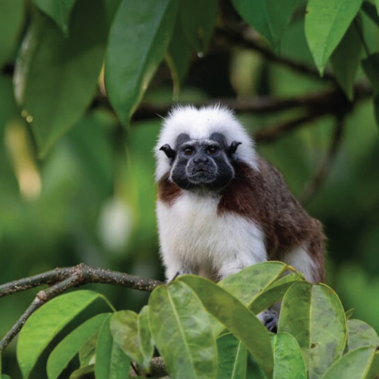 Conservación del Tití Cabeciblanco y su hábitat en el Chocó