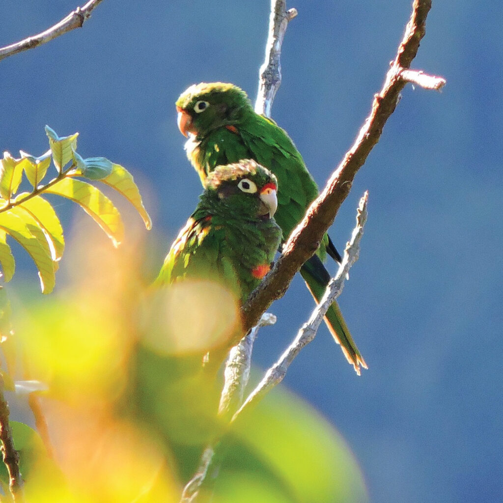ProAves in the development of bird tourism in Colombia