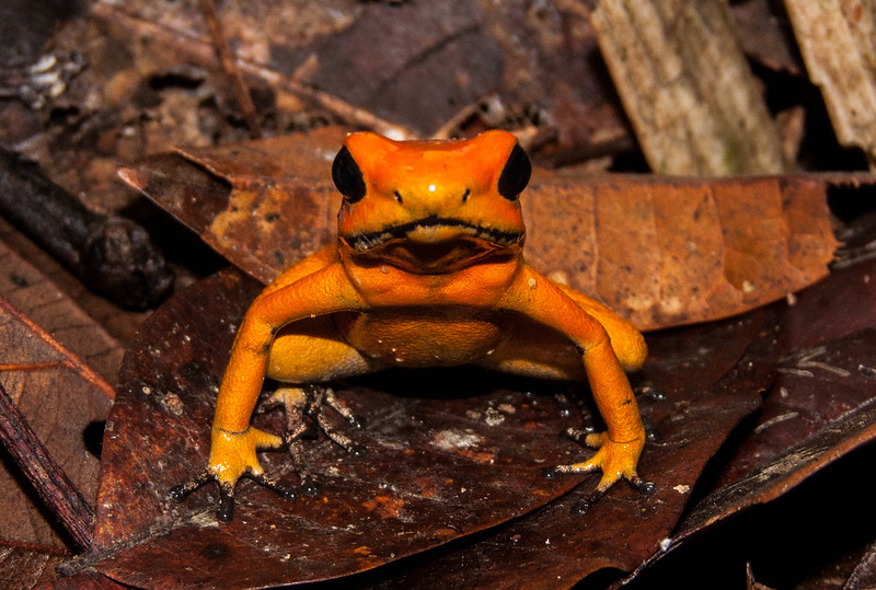 A new hope for the world's most poisonous frog