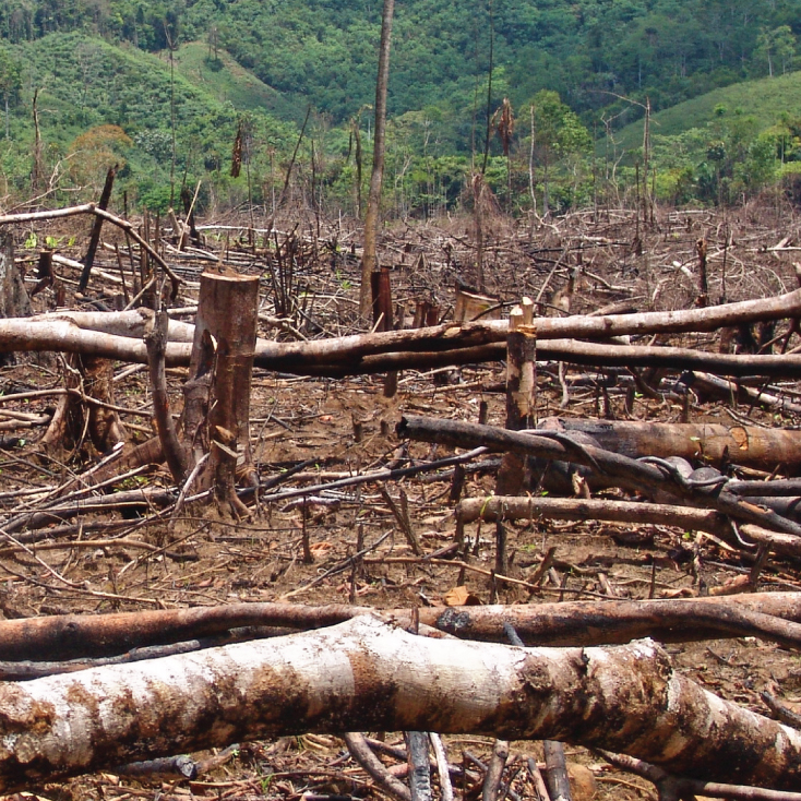Los bosques colombianos están desapareciendo