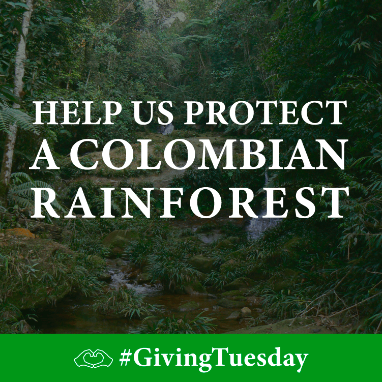 #GivingTuesday – Please Save the Rainforest