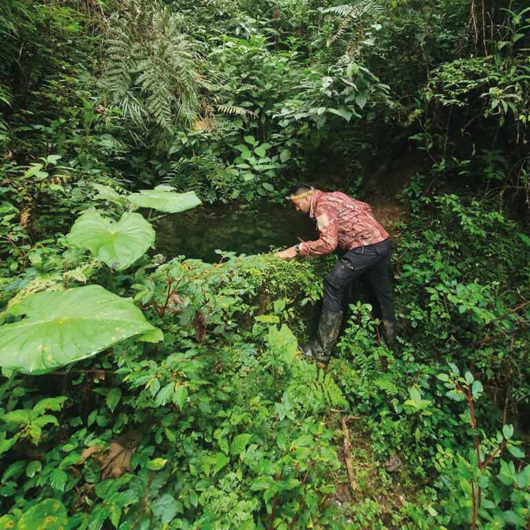 Protegiendo a la Rana Arbórea Colombiana de Lynch