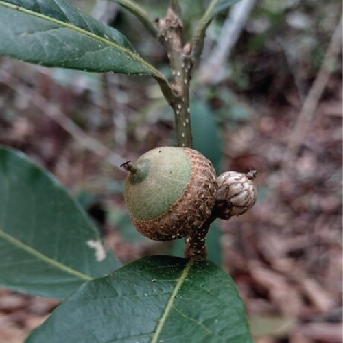 Protegiendo al Roble Colombiano (Quercus humboldtii)