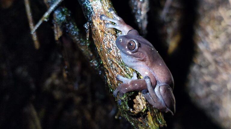 Anfibio en peligro critíco redescubierto después de 36 años: la Rana Arborícola Colombiana de Lynch