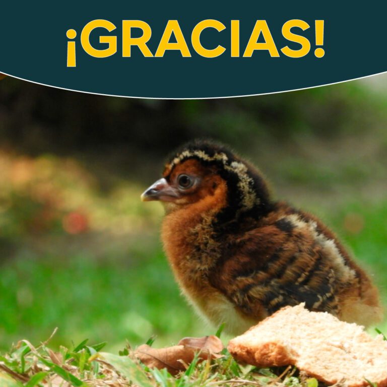 ¡Gracias por tus donaciones! En la Reserva ProAves El Paujil seguiremos con nuestras labores de conservación