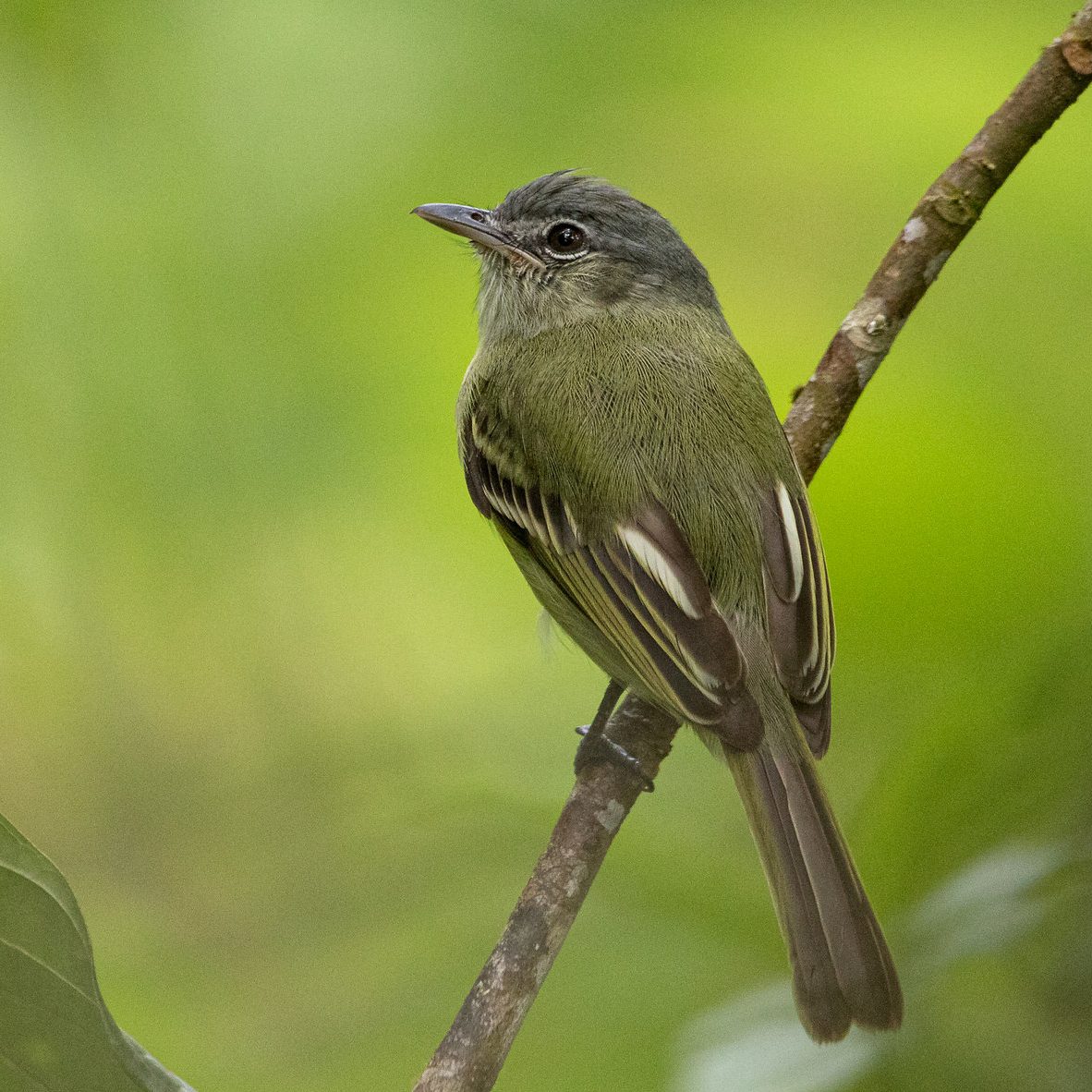 6 Reservas de ProAves se posicionan entre los 16 sitios de mayor interés para la observación de aves en Colombia en eBird.