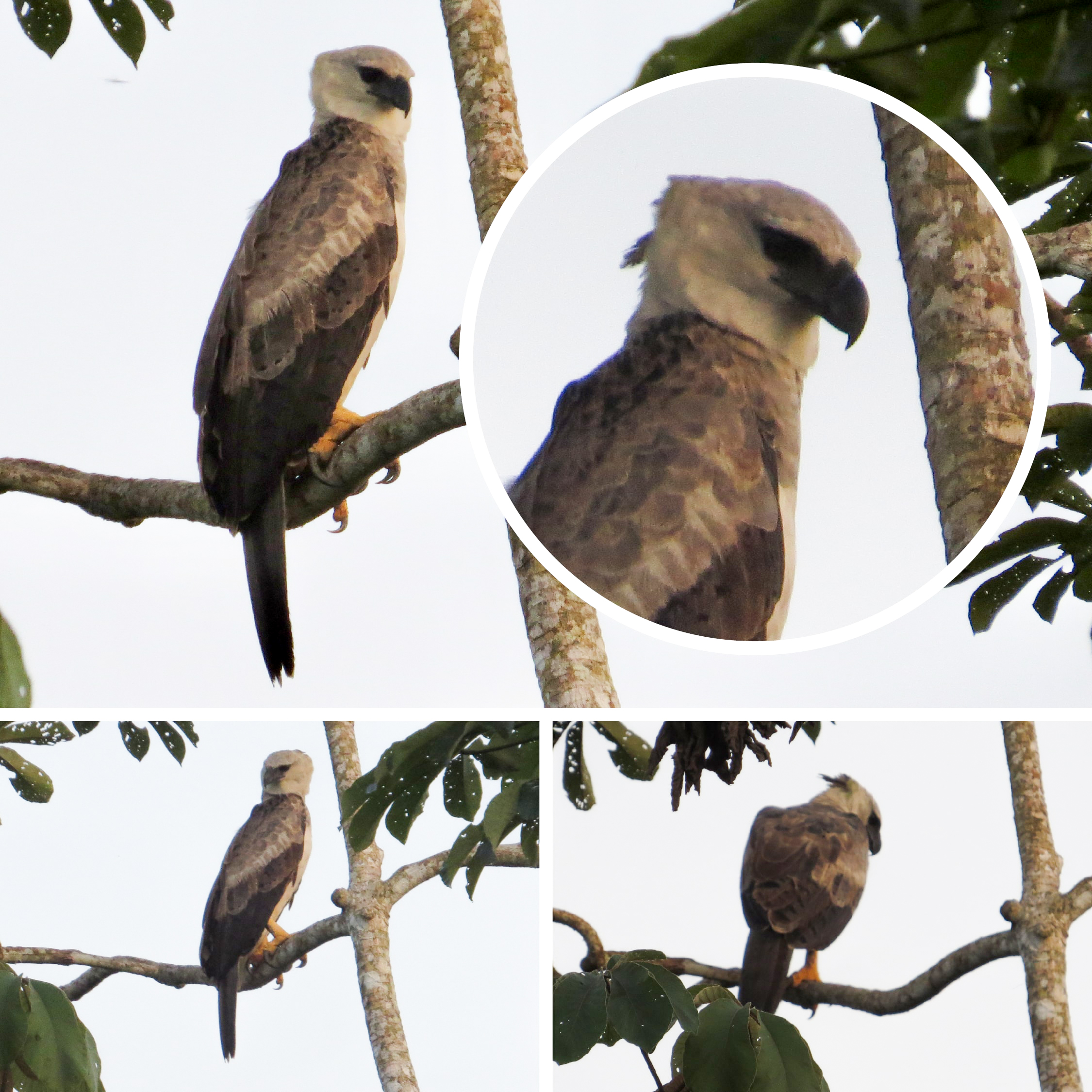La majestuosa Águila Arpía habita la Reserva ProAves El Jaguar en Mapiripán  - Fundación ProAves - por la conservación en el país de las aves
