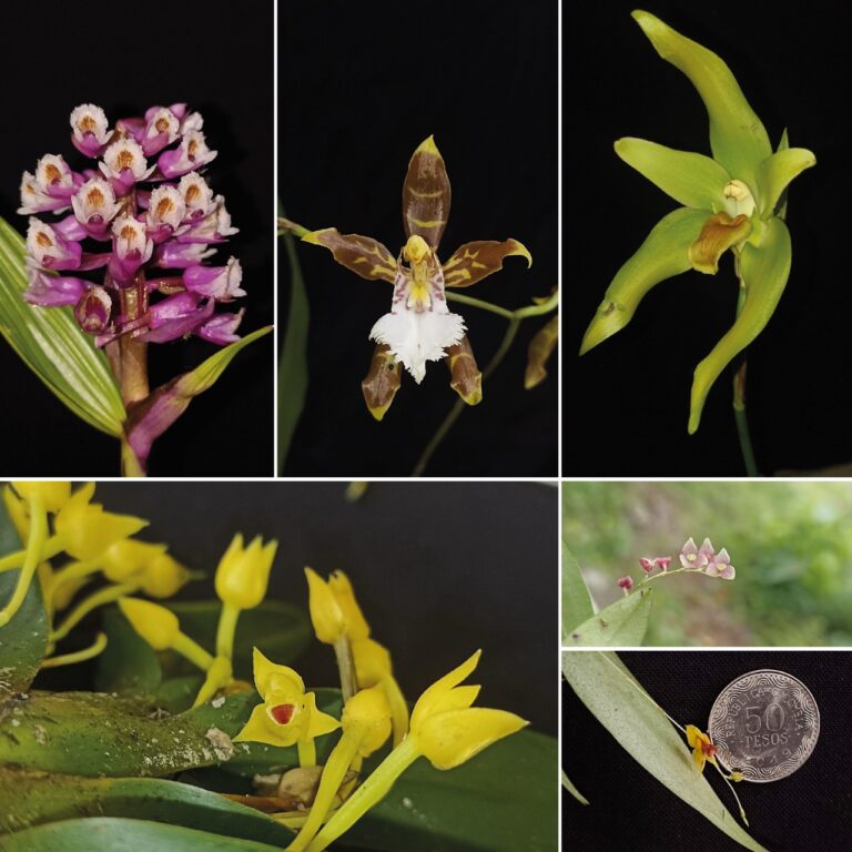 Reserva ProAves El Dorado, un lugar privilegiado para la investigación de Orquídeas