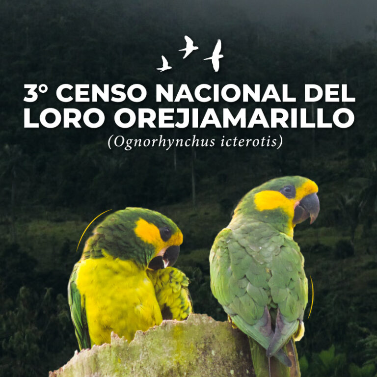 En Colombia se llevará a cabo el  3° Censo Nacional del Loro Orejiamarillo