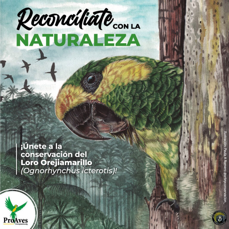 Reconcíliate con la Naturaleza, una apuesta por la conservación del Loro Orejiamarillo y la Palma de Cera