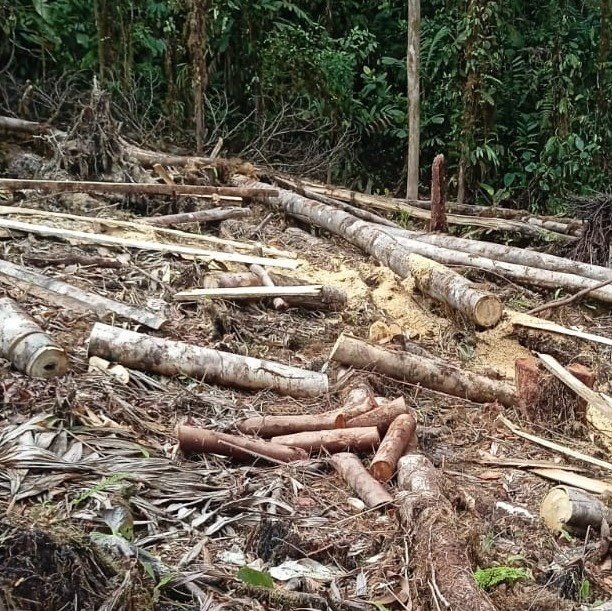 Reserva ProAves El Pangán en Nariño en grave riesgo de deforestación