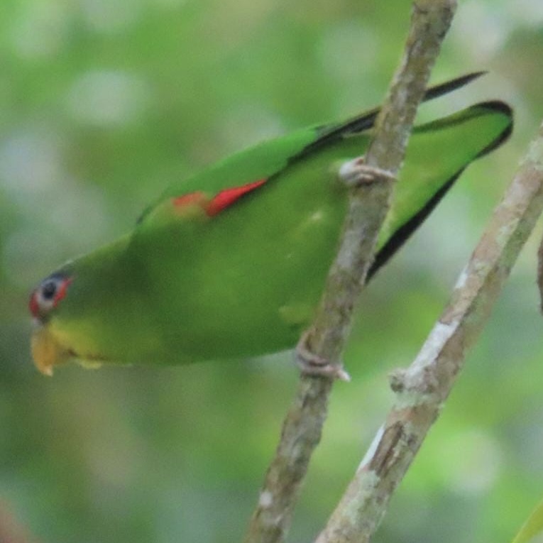 Major sighting in the ProAves Pauxi Reserve Pauxi of the Blue-faced Parakeet (Touit dilectissimus)