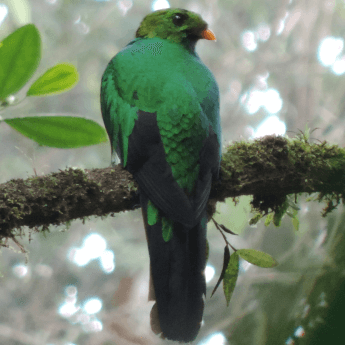 Quetzal Guatemalteco