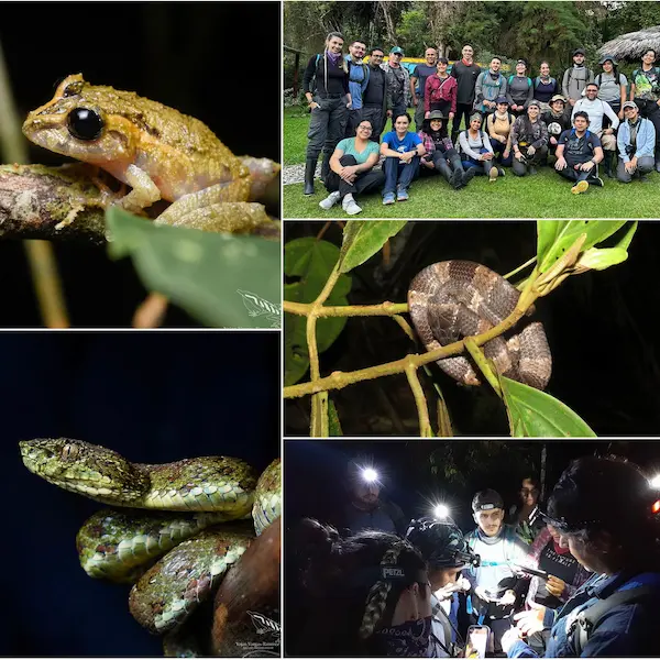 ProAves held the I National Course on Amphibian Study Techniques at the Reinita Cielo Azul Reserve.