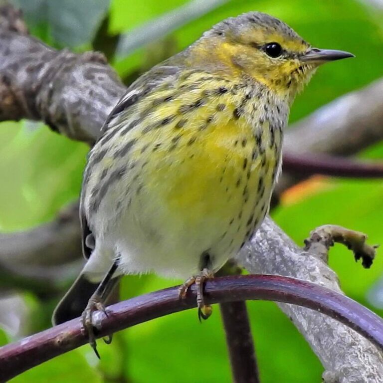 Important sighting of the Cape May Warbler (Setophaga tigrina) in the Pro Aves Loro Coroniazul Reserve in Genova, Quindío