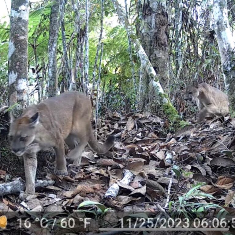 Pumas concolor son captados por cámara trampa en nuestra Reserva ProAves Reinita Cielo Azul