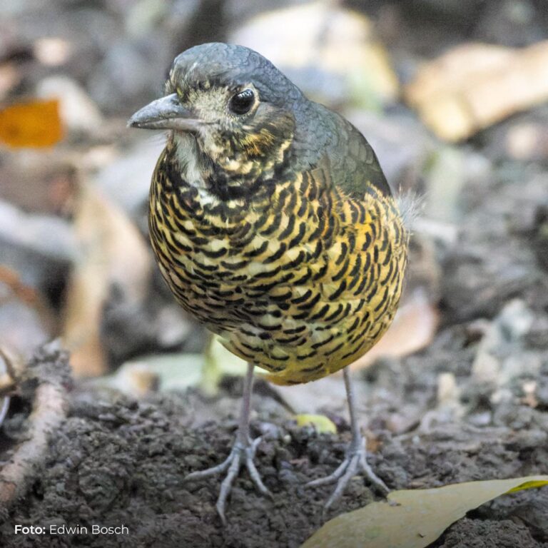 Sorprendente nueva especie de ave para la Ciencia descubierta en la Sierra Nevada de Santa Marta