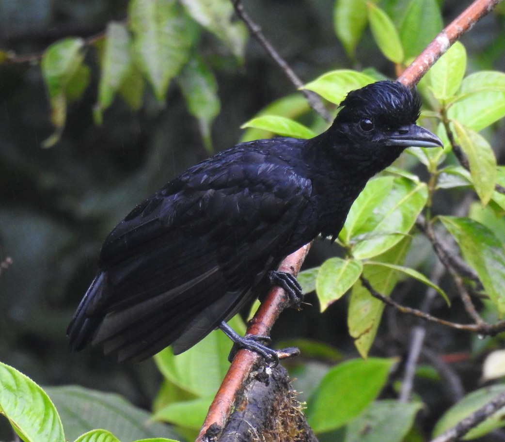 Cephalopterus-penduliger