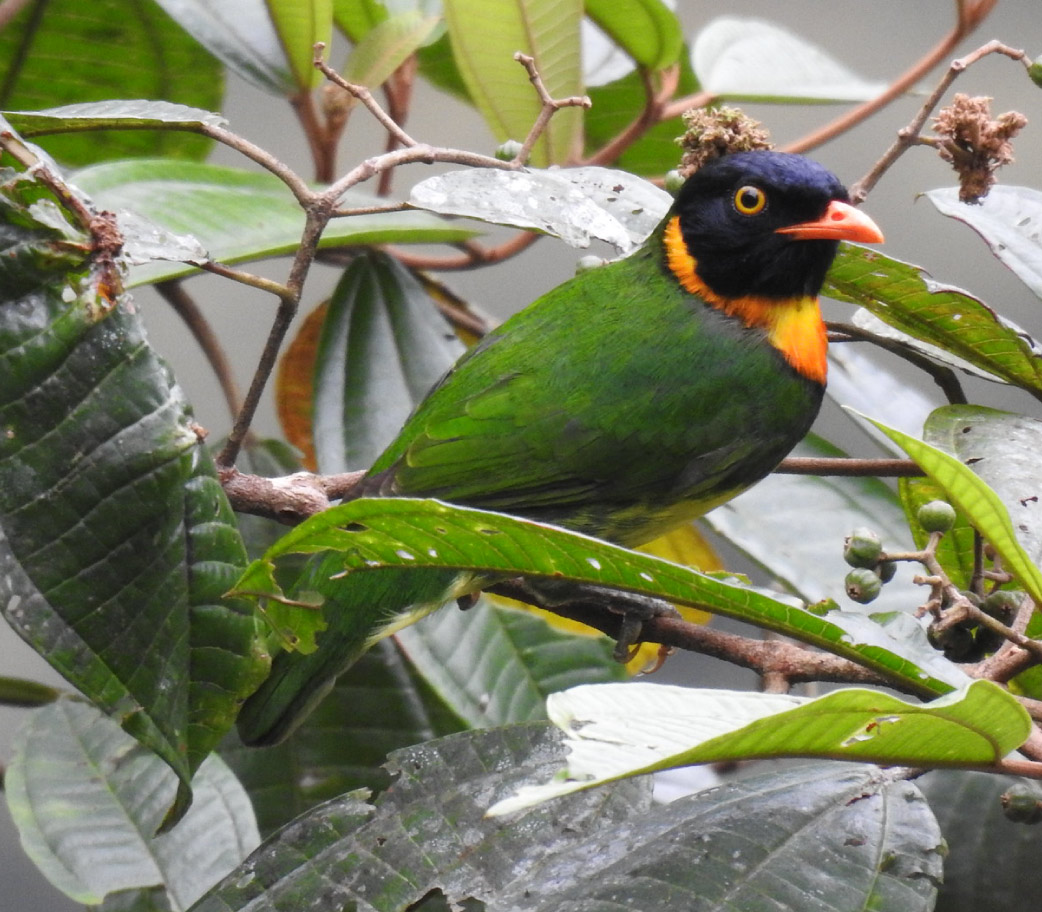 Orange-breasted-fruiteater