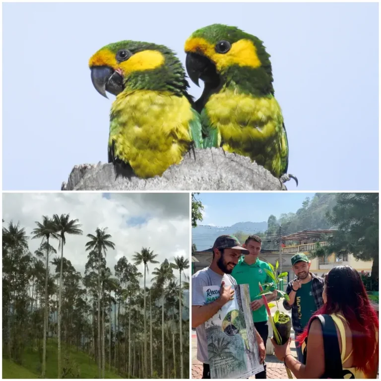25 years conserving the Yellow-eared Parrot and the Wax Palm: we celebrate the “Reconcile with Nature” campaign