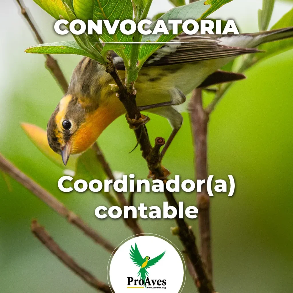 Coordinador(a) contable