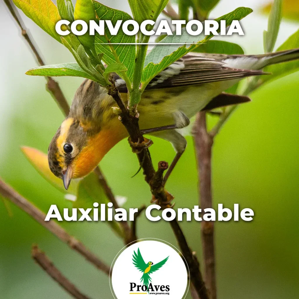 Auxiliar contable