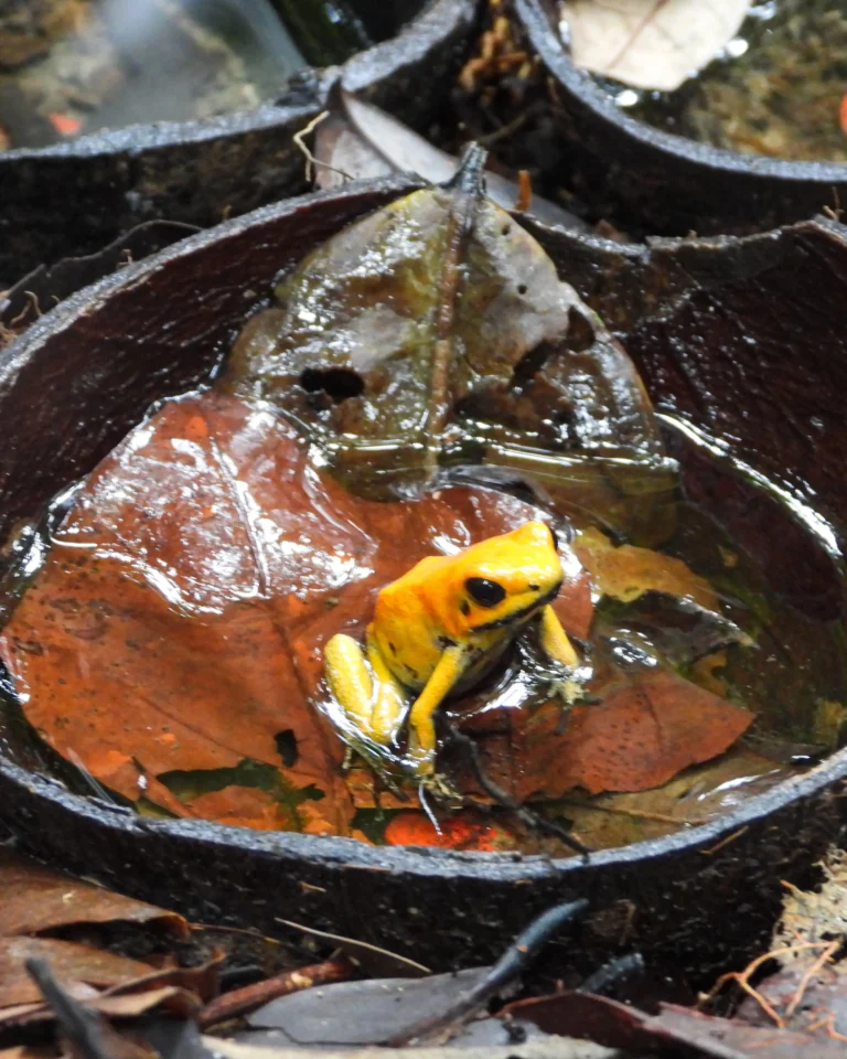 Cocos Ranita Terribilis (1)