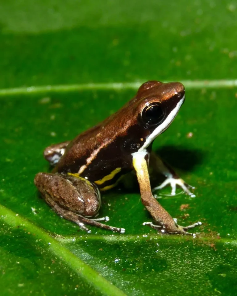 Cocos Ranita Terribilis (6)