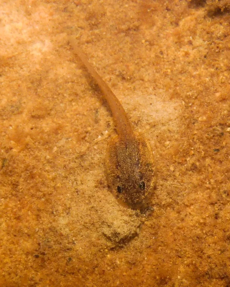 Cocos Ranita Terribilis (7)