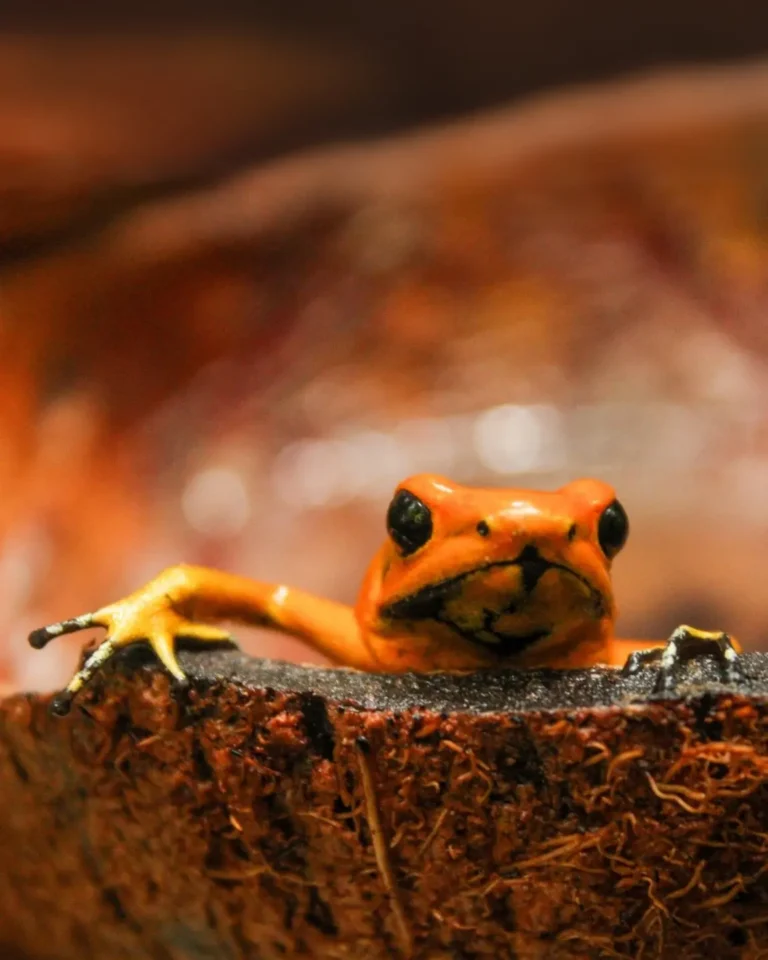 Cocos Ranita Terribilis (9)