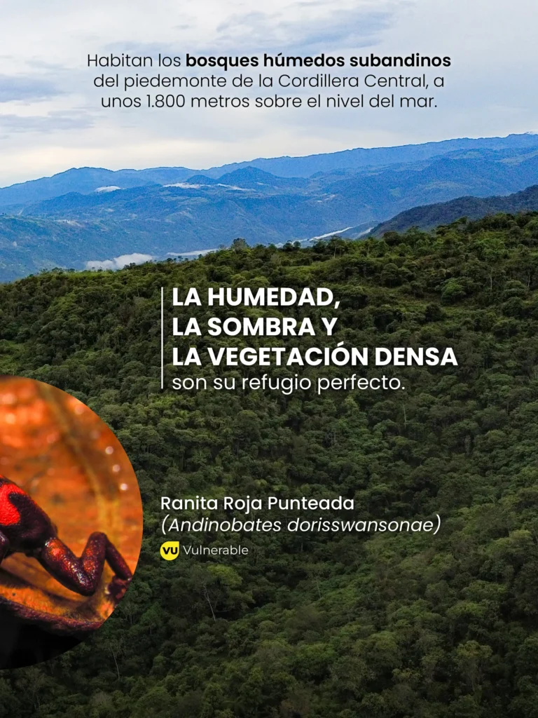 Deslizable Reserva ProAves Ranita Dorada-03