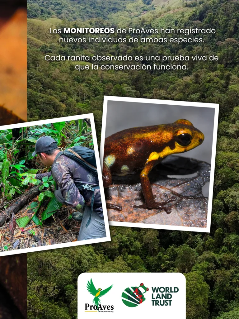 Deslizable Reserva ProAves Ranita Dorada-06