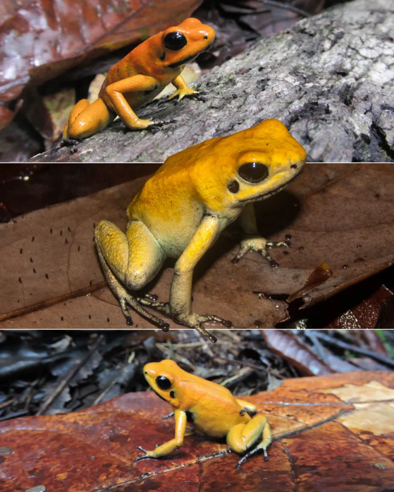 Rana Dardo Dorada post amarilla-02