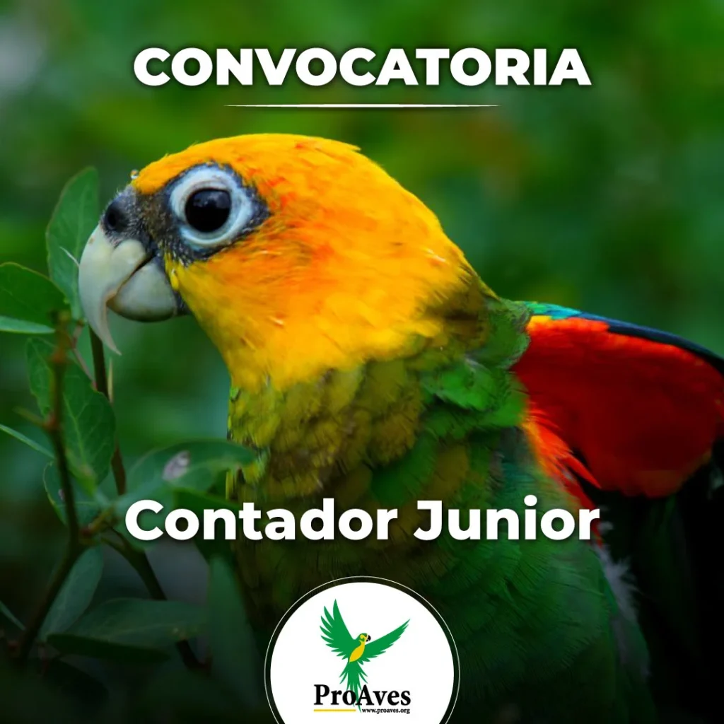 Contador Junior