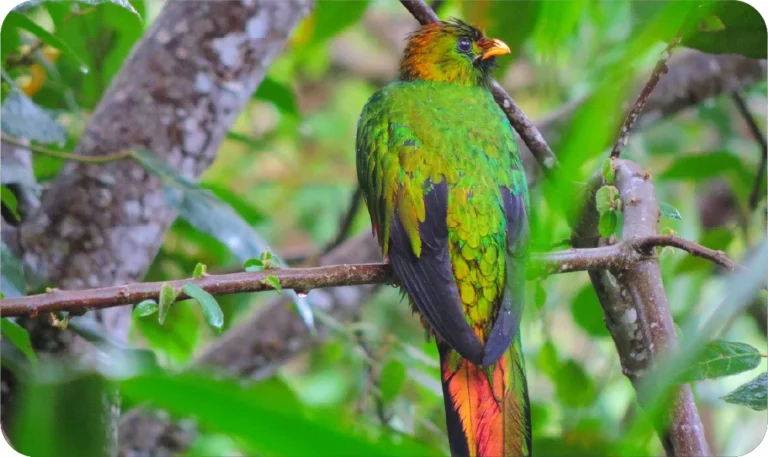 Quetzal0